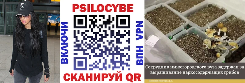 Галлюциногенные грибы ЛСД  блэк спрут ССЫЛКА  Кингисепп 